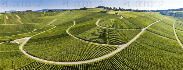 Serpentine road through vineyards