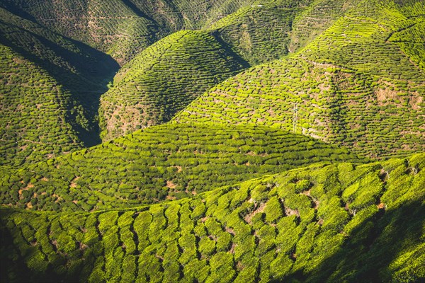 Hilly landscape with tea plantations