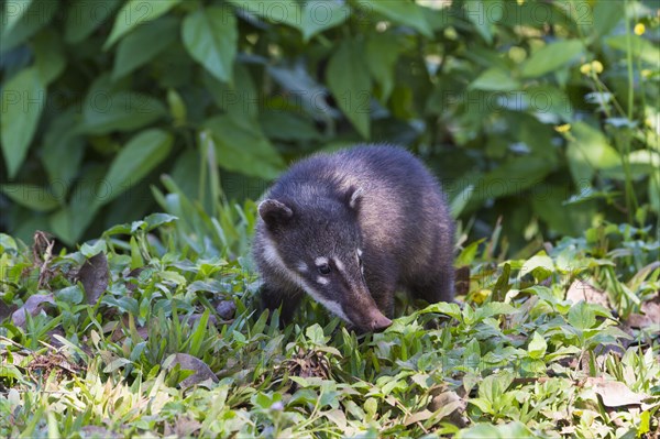 South American Coati