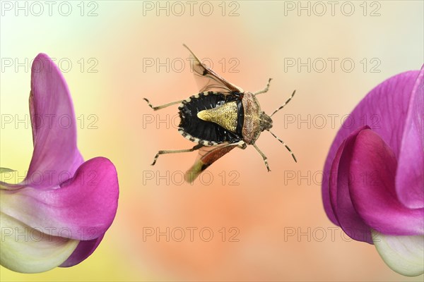 Hairy Shieldbug