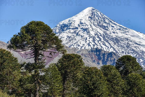 Snow-covered volcano Lanin and monkey puzzle tree