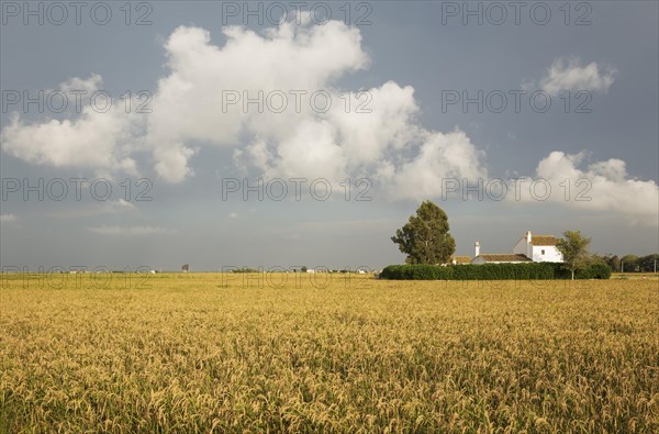 Small farm house amidst rice fields