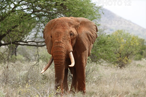 African bush elephant