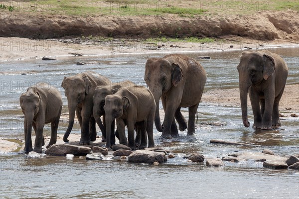 Asian or Asiatic elephants