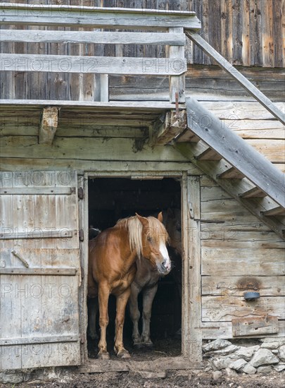 Horse looking out of barn