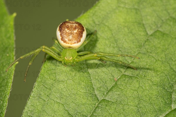 Green crab spider