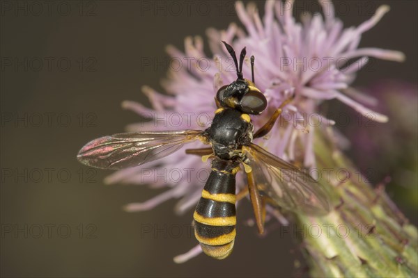 Thick-headed fly