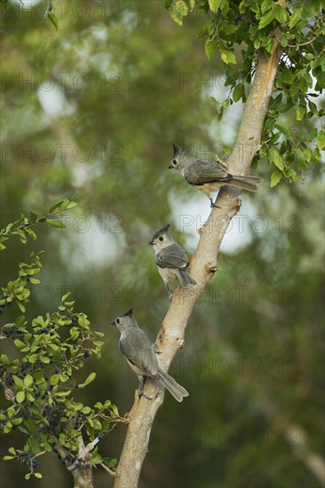 Black-crested Titmouse