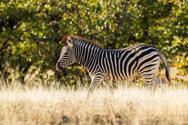 Plains Zebra