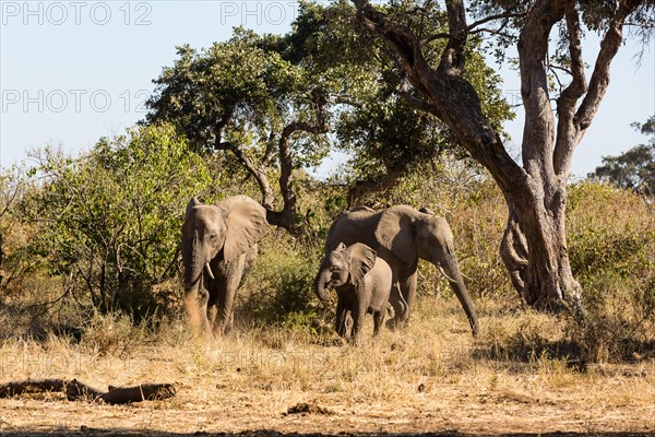 African elephants