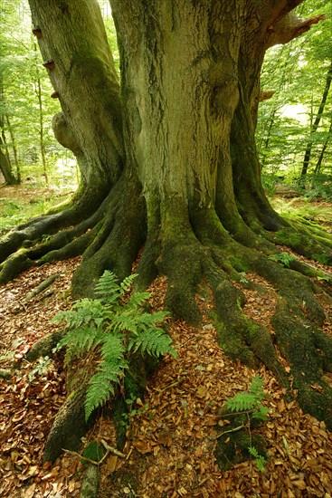 Roots with moss and ferns