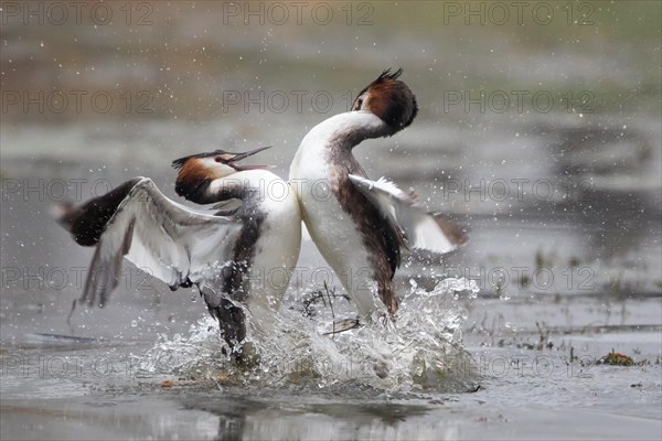 Great crested grebes