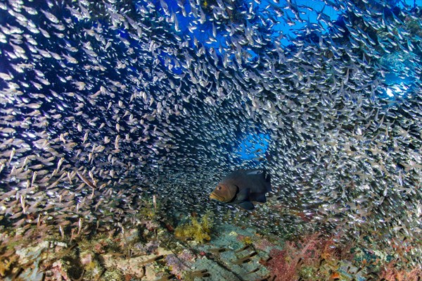 Redmouth Grouper