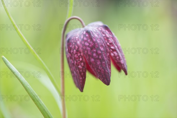 Snake's Head Fritillary