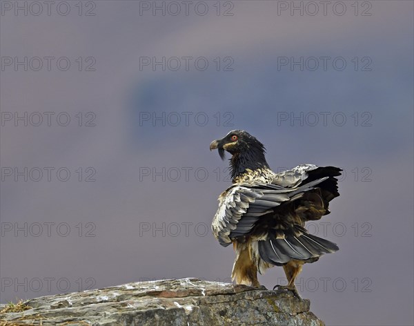 Young Bearded Vulture