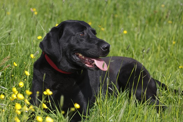 Black Labrador Retriever