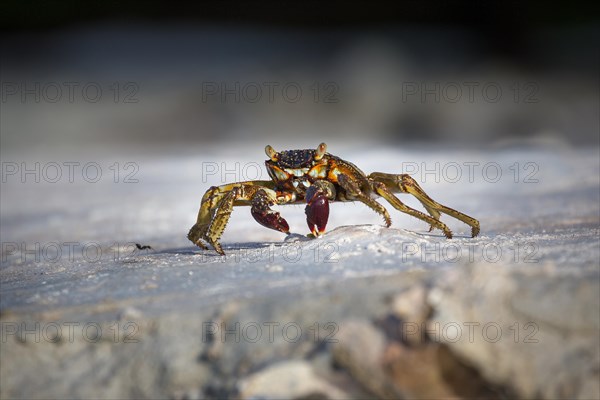 Shore crab