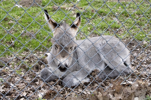 Young domestic donkey