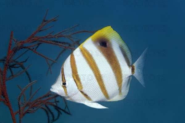 Sixspine butterflyfish