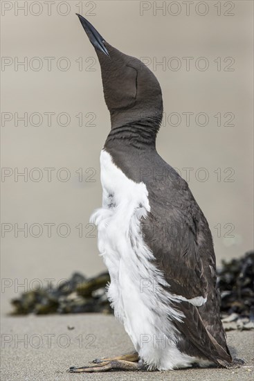 Common guillemot