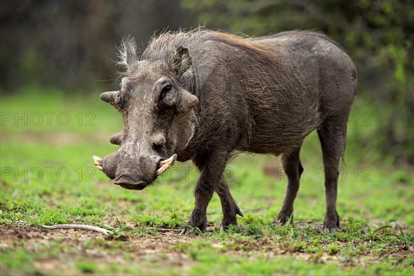 Desert warthog