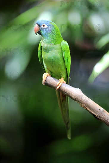 Sharp-tailed Parakeet