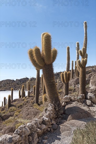 Isla Incahuasi with centuries-old cacti