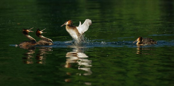 Great crested grebes