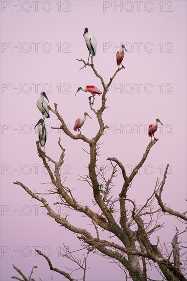 Wood storks