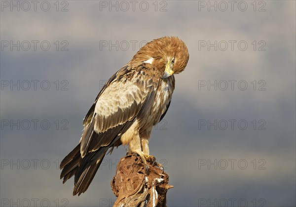 Tawny eagle