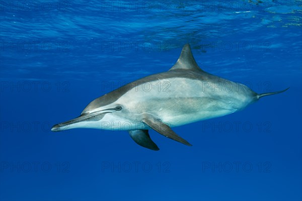 Spinner Dolphins