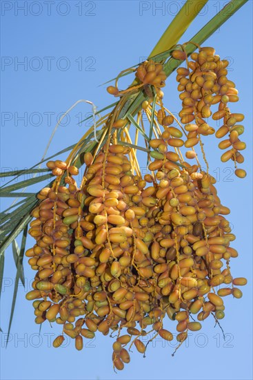 Ripe yellow fruits dates on date palm