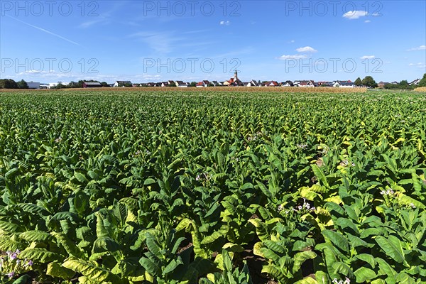 Tobacco plant