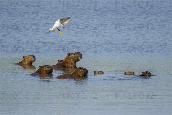 Capybaras