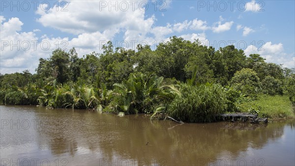 Dense embankment with palm trees