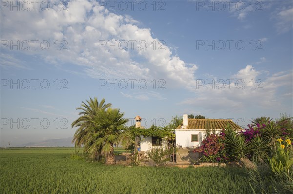 Small farm house amidst rice fields