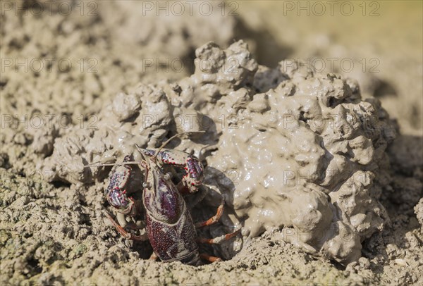 Red Swamp Crayfish