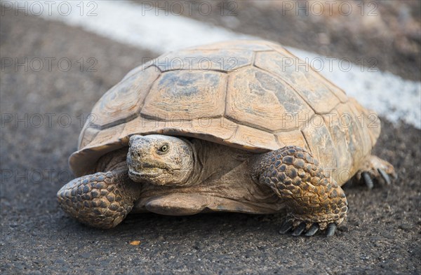 Agassiz's desert tortoise