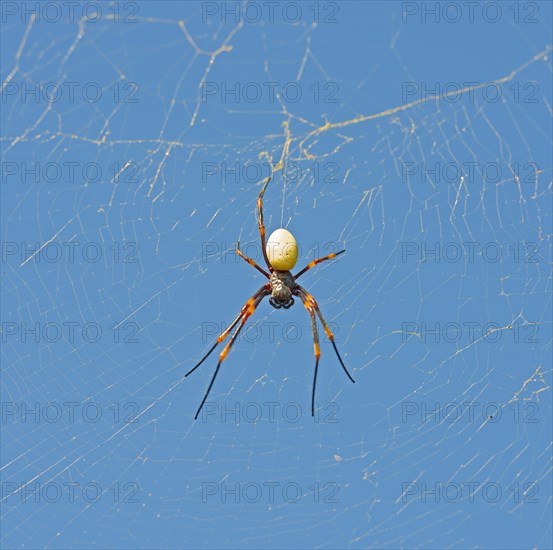 A golden orb weaver spider