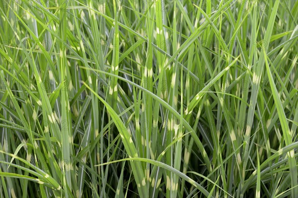 Zebra grass