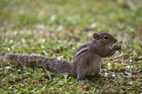 Palm squirrel