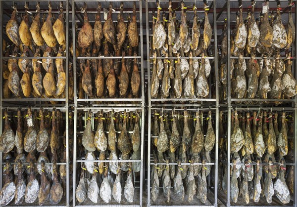 Ham of Black Iberian Pig in a curing factory