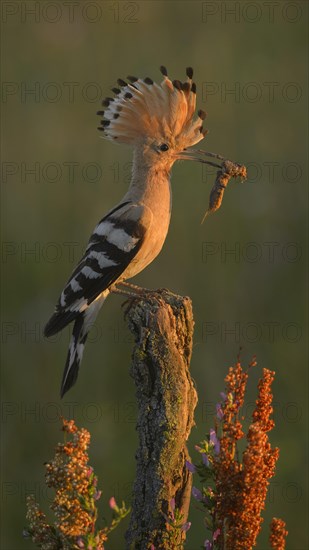 Hoopoe