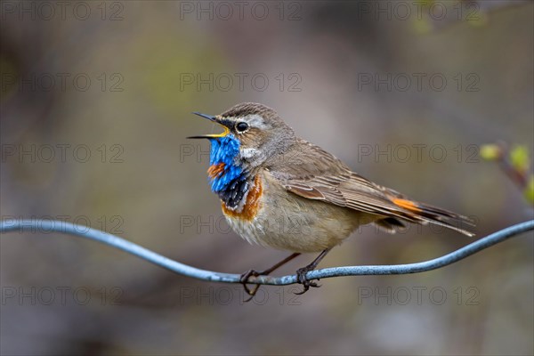 Red-spotted bluethroat