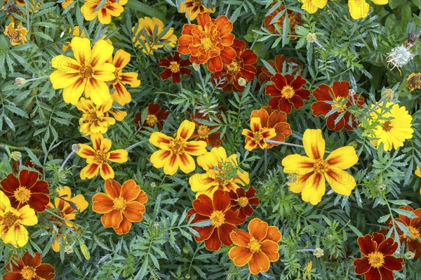 Yellow and orange marigolds