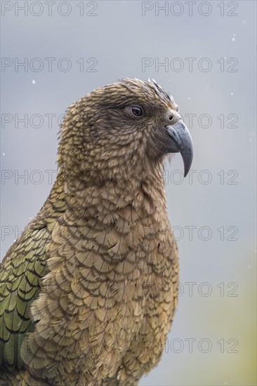 Kea