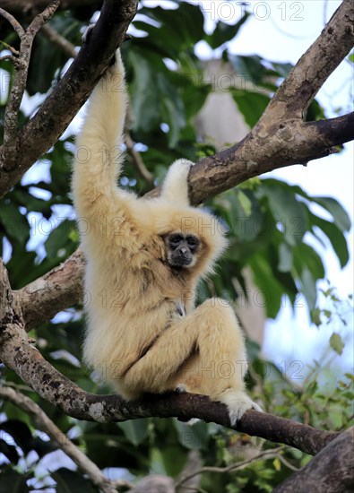 White hand gibbon