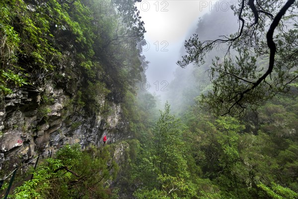 Hikers on narrow footpath along a Levada watercourse