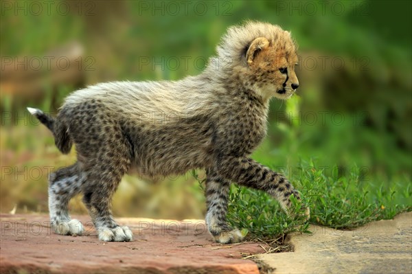 Sudan Cheetah