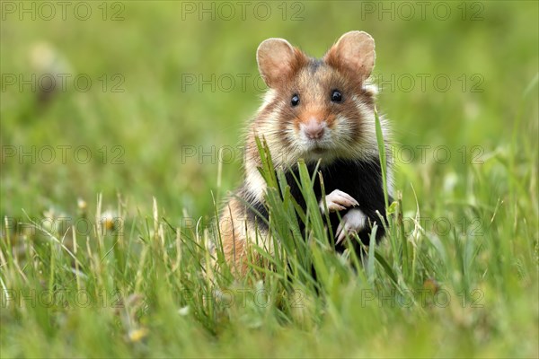 European hamster